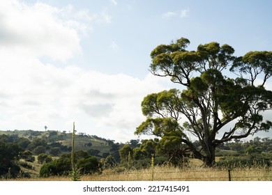 Canberra, Australia- January 28 2022: Day Out At Tidbinbilla And Cotter Dam Nature Reserve