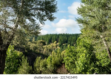 Canberra, Australia- January 28 2022: Day Out At Tidbinbilla And Cotter Dam Nature Reserve