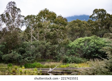 Canberra, Australia- January 28 2022: Day Out At Tidbinbilla And Cotter Dam Nature Reserve