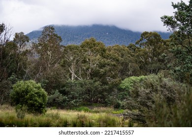 Canberra, Australia- January 28 2022: Day Out At Tidbinbilla And Cotter Dam Nature Reserve