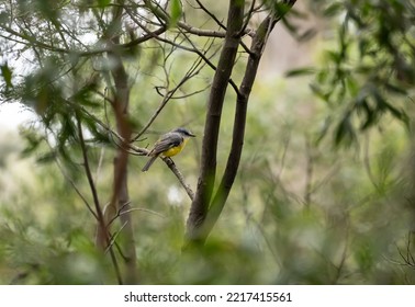 Canberra, Australia- January 28 2022: Day Out At Tidbinbilla And Cotter Dam Nature Reserve