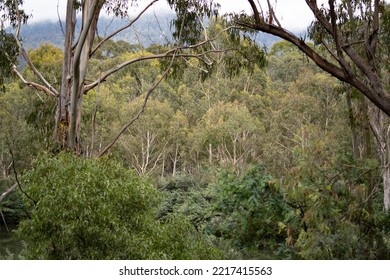 Canberra, Australia- January 28 2022: Day Out At Tidbinbilla And Cotter Dam Nature Reserve