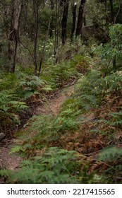 Canberra, Australia- January 28 2022: Day Out At Tidbinbilla And Cotter Dam Nature Reserve