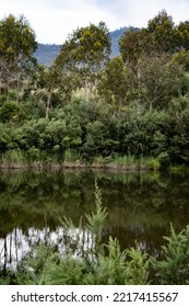 Canberra, Australia- January 28 2022: Day Out At Tidbinbilla And Cotter Dam Nature Reserve