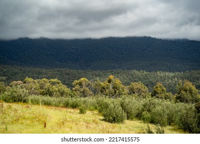 Canberra, Australia- January 28 2022: Day Out At Tidbinbilla And Cotter Dam Nature Reserve