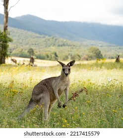 Canberra, Australia- January 28 2022: Day Out At Tidbinbilla And Cotter Dam Nature Reserve