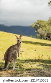 Canberra, Australia- January 28 2022: Day Out At Tidbinbilla And Cotter Dam Nature Reserve