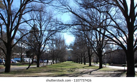 CANBERRA, AUSTRALIA - JULY 15,2010 : Park At Australian National University In Winter Season