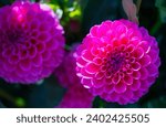 Canby Oregon Dahlia Flower Festival