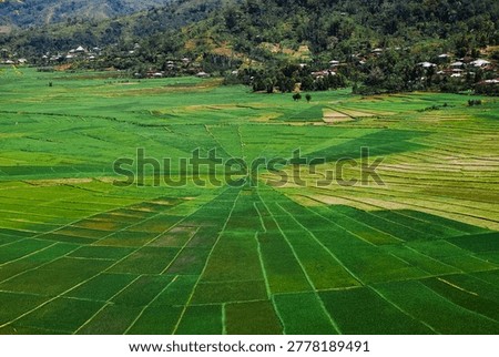 Cancar Spider Web Rice Fields Unique Circular Paddy Terraces in Manggarai, Flores