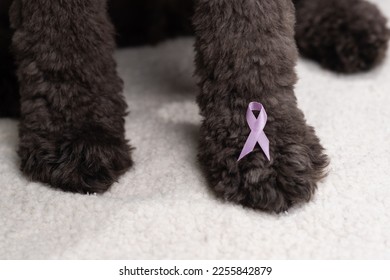 Cancer awareness ribbon on a black furry paw to show support for veterinary medicine cancers.  - Powered by Shutterstock