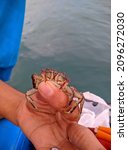 Cancer irroratus is a crab in the genus Cancer. It is found from Iceland to South Carolina at depths of up to 2,600 feet, and reaches 133 mm across the carapace. Scientific name: Cancer irroratus Loca