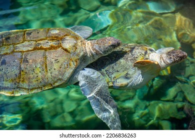 Cancun Idyllic Caribbean Beach With Couple Of Turtles, Riviera Maya, Mexico