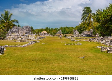 CANCUN, MEXICO - APR 2022: Iguana Lizard In Ancient Ruins Of Maya In El Rey Archaeological Zone Near Cancun, Yukatan, Mexico.