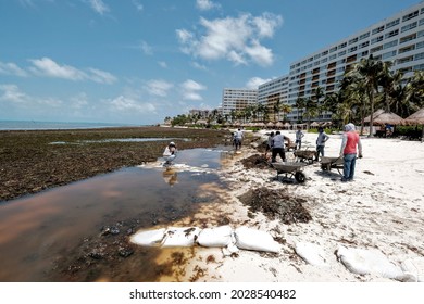 Cancun, Mexico, August 20, 2021.- Overflow Of Sargassum And Seaweed, Environmental Damage On A Cancun Beach After The Passage Of Hurricane Grace Through The Mexican Caribbean.