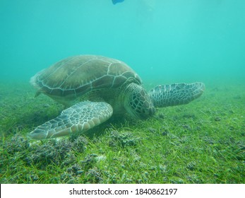 Cancun Scuba Diving With Turtles 