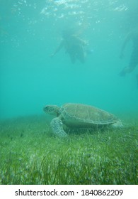 Cancun Scuba Diving With Turtles 