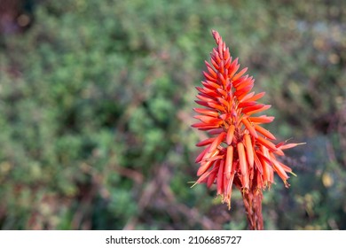A The candelabra aloe (Aloe arborescens) is a species of flowering perennial succulent plant belonging to the genus Aloe. copy of space. selective focus
