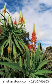 Candelabra aloe plants flowering in a garden with a sky background. Aloe arborescens