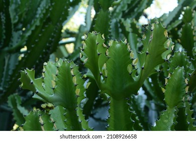 Candelabra cactus, a species of cactus endemic to the Galapagos Islands. Tropical plants in the Utopia Park. Bahan, Israel.