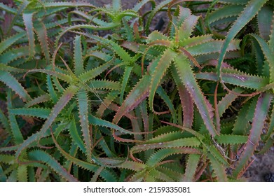 candelabra plant called in Latin Aloe aborescens