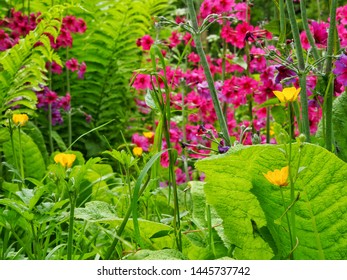 Candelabra Primrose  In A Bog Garden