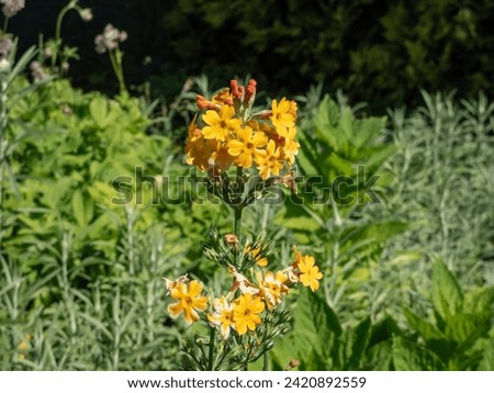 Candelabra Primrose (Primula bulleyana) growing and blooming with attractive whorls of golden-yellow flowers that open from orange-red buds in late spring