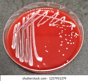 Candida Albicans On Blood Agar