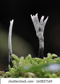 Candle Snuff Fungi - Xylaria Hypoxylan