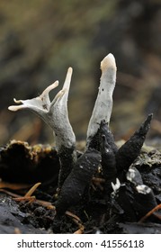 Candle Snuff Fungi - Xylaria Hypoxylan