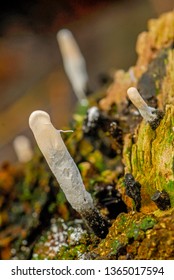 Candle Snuff Fungus