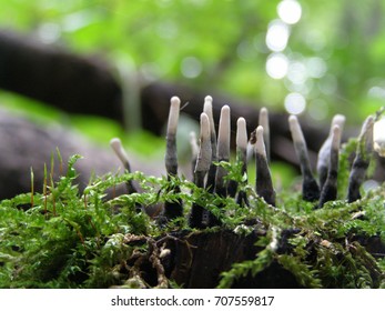 Candle Snuff Fungus Growing Through Moss