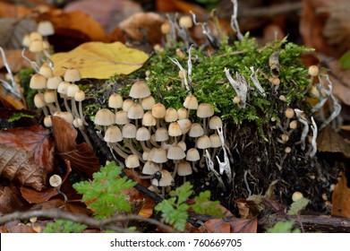 Candle Snuff And Mica Cap Fungus