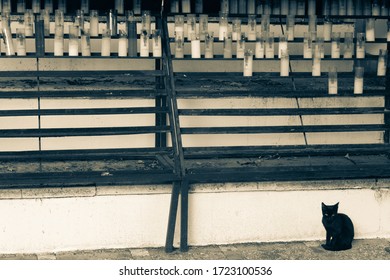 Candles Of Wishes Of A Hermitage Of Jaén With A Black Cat Guarding Them