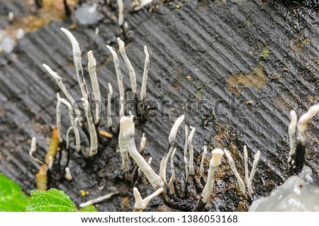 Candlestick fungus (Xylaria hypoxylon) also known as candlesnuff, carbon antlers, stag's horn, and found on decaying wood