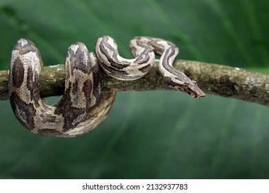Candoia carinata, known commonly as Candoia ground boa snake, Pacific ground boa, Pacific keel-scaled boa, or Monopohon Halmahera camouflage with brown tree trunk colors. - Shutterstock ID 2132937783