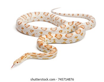 Candy Cane Corn Snake Or Red Rat Snake, Pantherophis Guttatus, In Front Of White Background