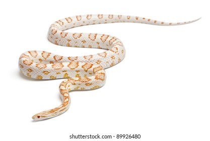 Candy Cane Corn Snake Or Red Rat Snake, Pantherophis Guttatus, In Front Of White Background