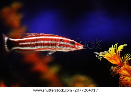 candy cane or crescent tail hogfish (Bodianus sepiacaudus)