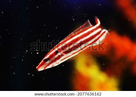 candy cane or crescent tail hogfish (Bodianus sepiacaudus)