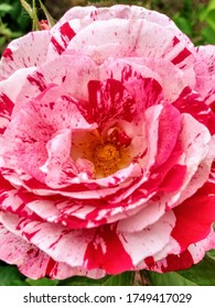 A Candy Cane Like Lady Pink And Christmas Red Rose In A Southern California Landscape