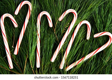 Candy Canes On A Bed Of Pine Boughs