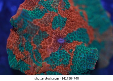 Candy Crush Live Mushroom Coral 