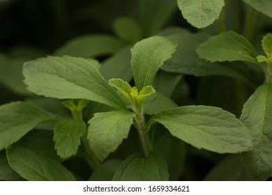 153 Candyleaf Images, Stock Photos & Vectors | Shutterstock