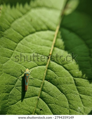 Candy-Striped Leafhopper On Edge Of Leaf. Ontario, Canada