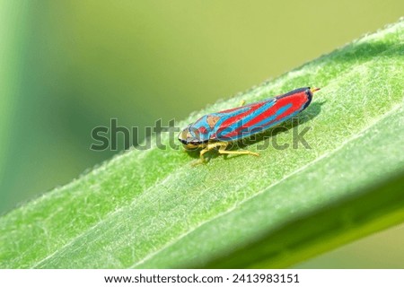 A candy-striped leafhopper walks the leaf of a backyard swamp milkweed plant.
