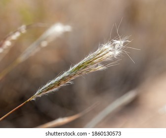 Cane Bluestem Grass (Bothriochloa Barbinodis) Has A Digitate Inflorescence And Beathery Seeds With A Bent Awn.