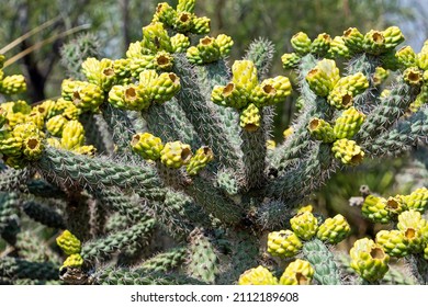 Cane cholla cactus also known as walking stick cholla and tree cholla
