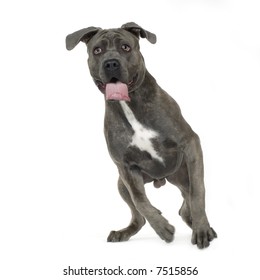 Cane Corso (9 months) in front of white background