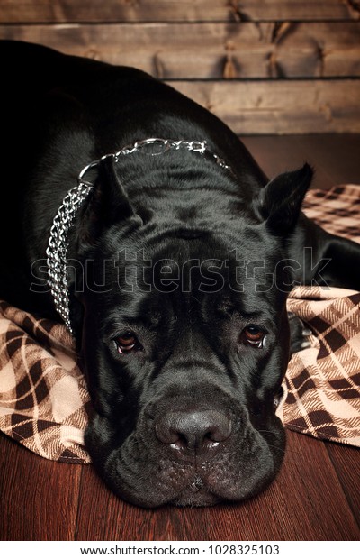 Cane Corso Black Dog On Brown Stock Photo Edit Now 1028325103